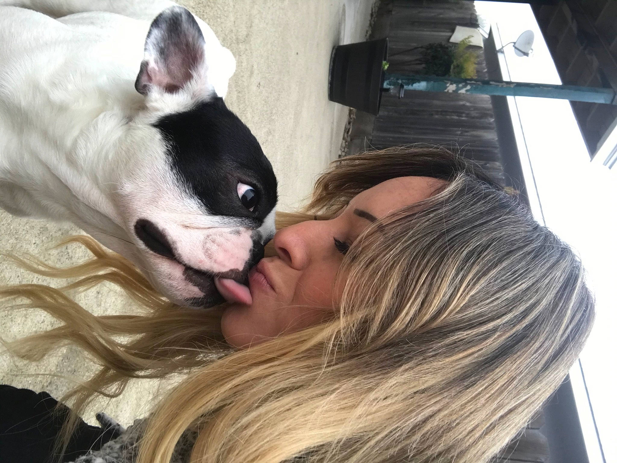 Coop is registered to the contest to win money with this photo: boston_terrier, canidae, carnivore, companion_dog, dog, dog_breed, ear, earrings, eyelash, eyewear, fawn, fur, happy, jaw, kiss, mammal, nose, snout, sporting_group, whiskers