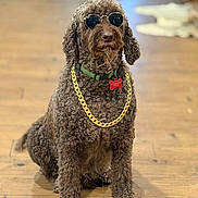 Emilio is registered to the contest to win money with this photo: accessory, animal, brown_fur, collar, cool, curly_fur, cute, dog, domestic_animal, face, fashion, funny, gold_chain, indoor, pet, portrait, sitting, sunglasses, wearing, wooden_floor