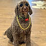 accessory, animal, brown_fur, collar, cool, curly_fur, cute, dog, domestic_animal, face, fashion, funny, gold_chain, indoor, pet, portrait, sitting, sunglasses, wearing, wooden_floor