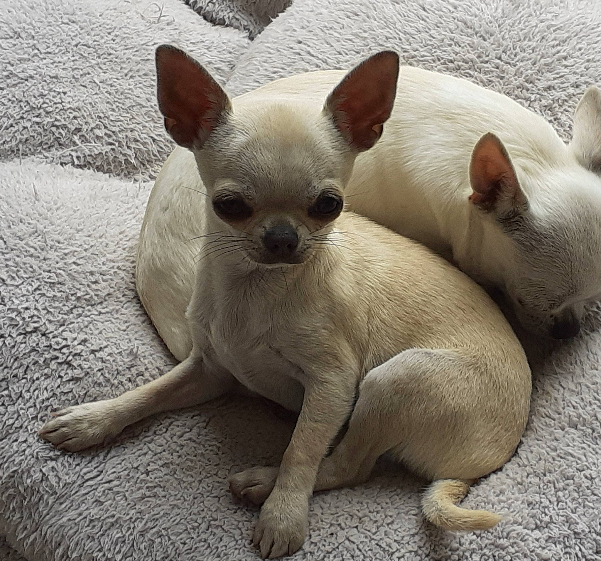 Pietra participe au concours pour gagner de l'argent avec cette photo : carmine, carnivore, comfort, companion_dog, dog_breed, ear, eye, fawn, human_body, non_sporting_group, paw, snout, tail, terrestrial_animal, toy_dog, whiskers