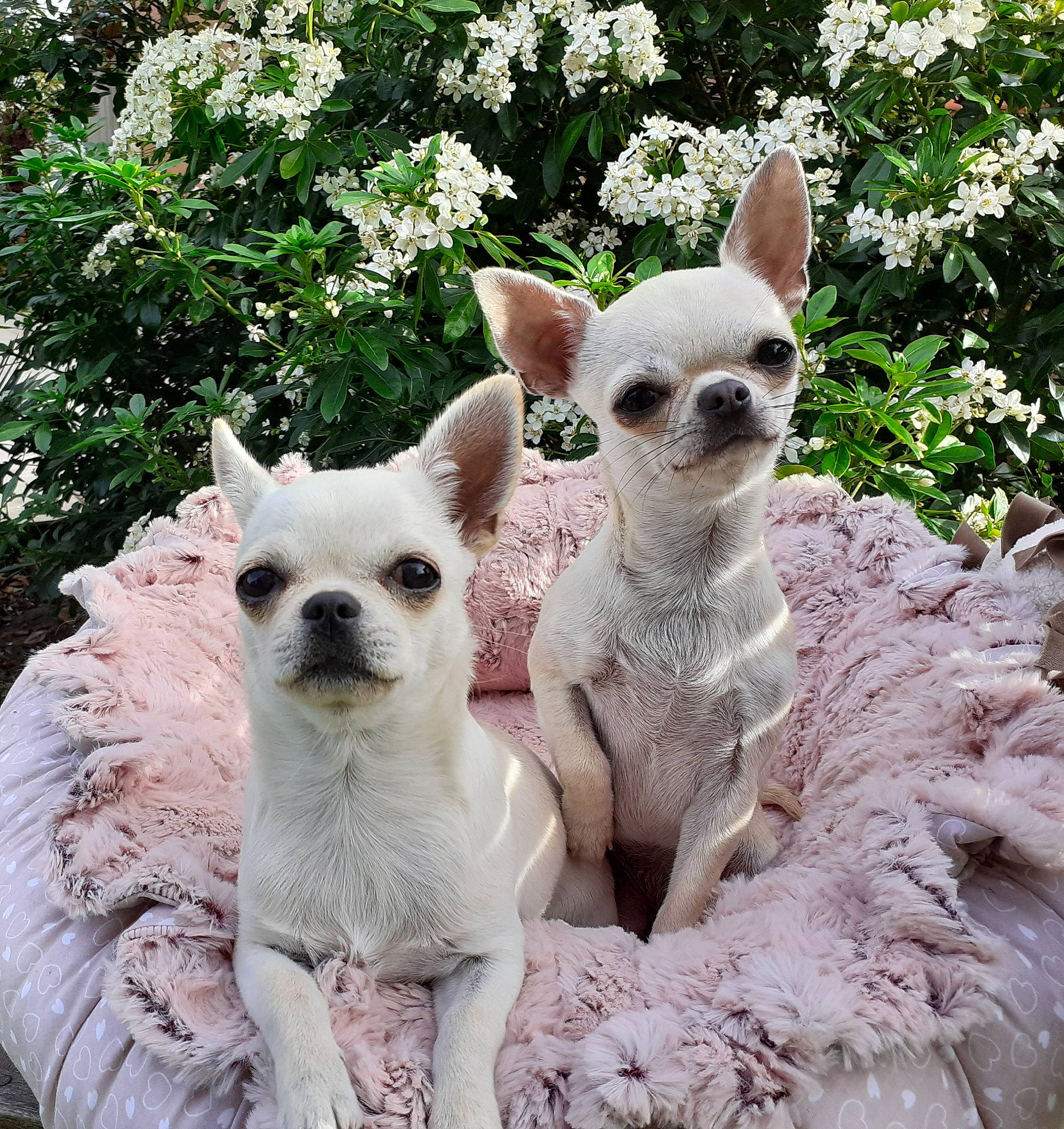 Pietra participe au concours pour gagner de l'argent avec cette photo : carnivore, cat, companion_dog, fawn, flower, grass, pattern, plant, snout, terrestrial_animal, working_animal