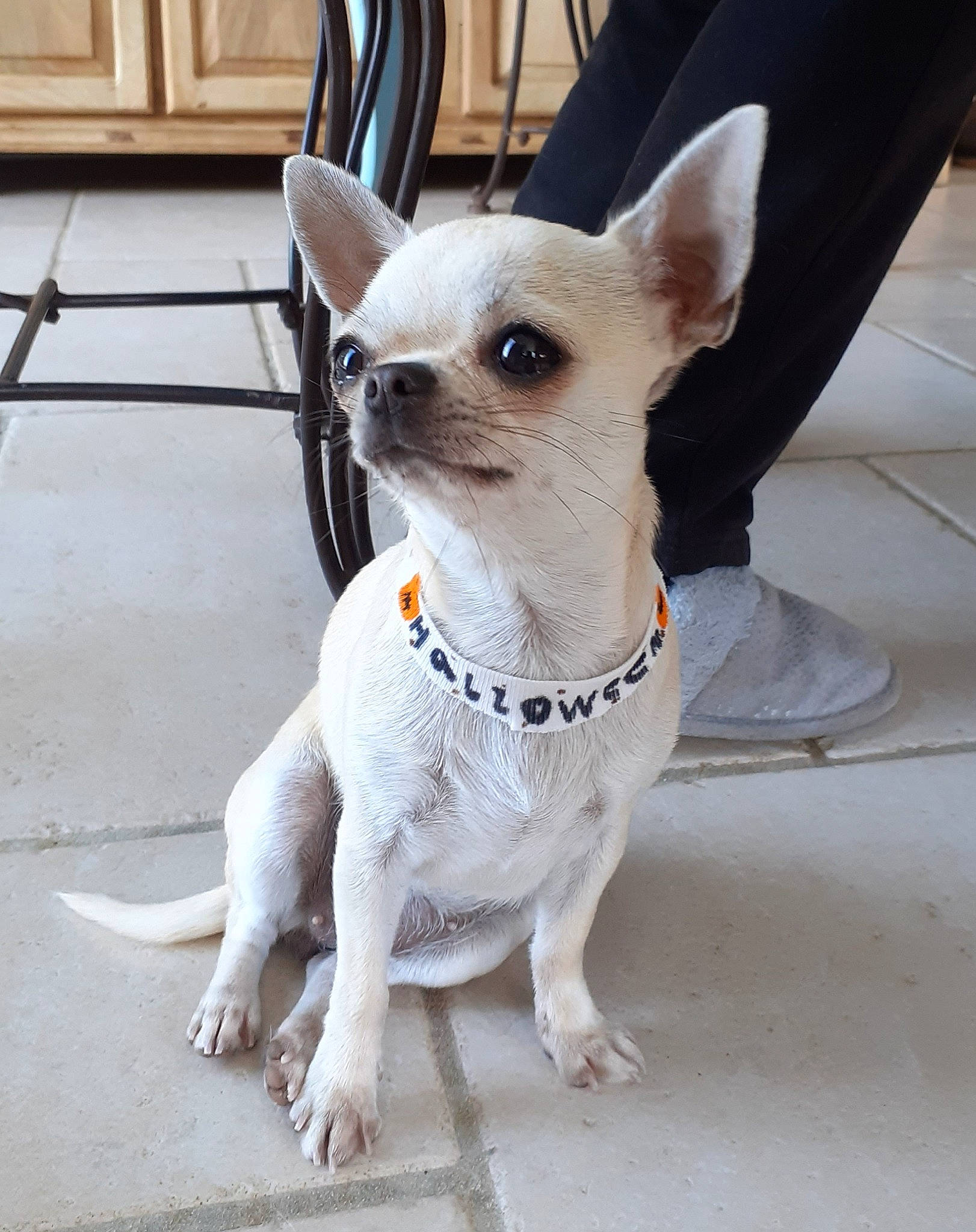 Pietra a rejoint le concours — aidez-le/la à gagner de superbes lots ! canidae, carnivore, chihuahua, collar, companion_dog, dog, dog_breed, dog_supply, fawn, fur, grey, human_body, non_sporting_group, paw, snout, sporting_group, terrestrial_animal, toy_dog, whiskers, working_animal