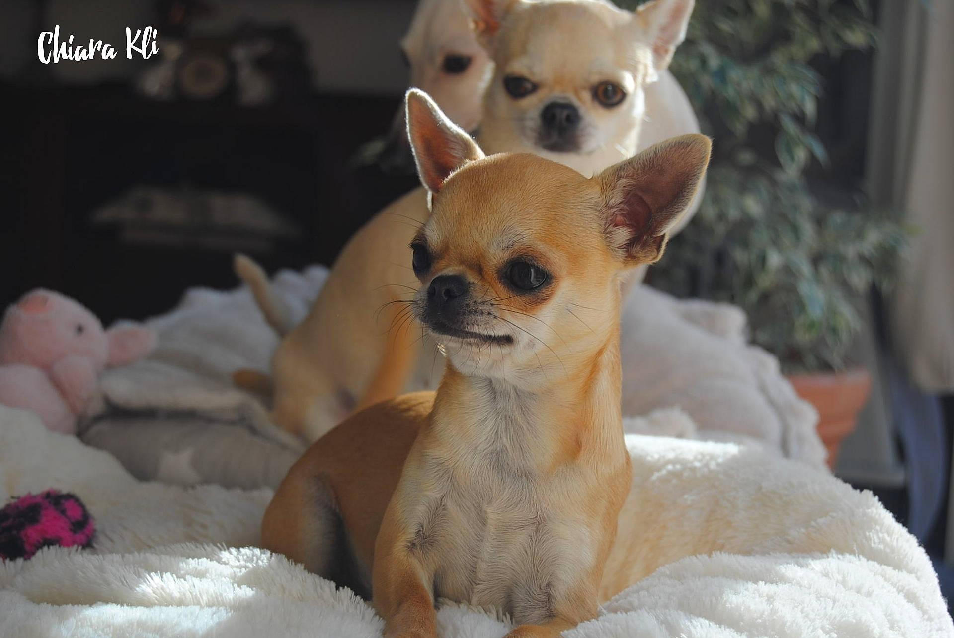 Sofia participe au concours pour gagner de l'argent avec cette photo : canidae, carnivore, chihuahua, comfort, companion_dog, dog, dog_breed, dog_supply, ear, fawn, fur, houseplant, mammal, snout, sporting_group, terrestrial_animal, toy_dog, vertebrate, whiskers, working_animal