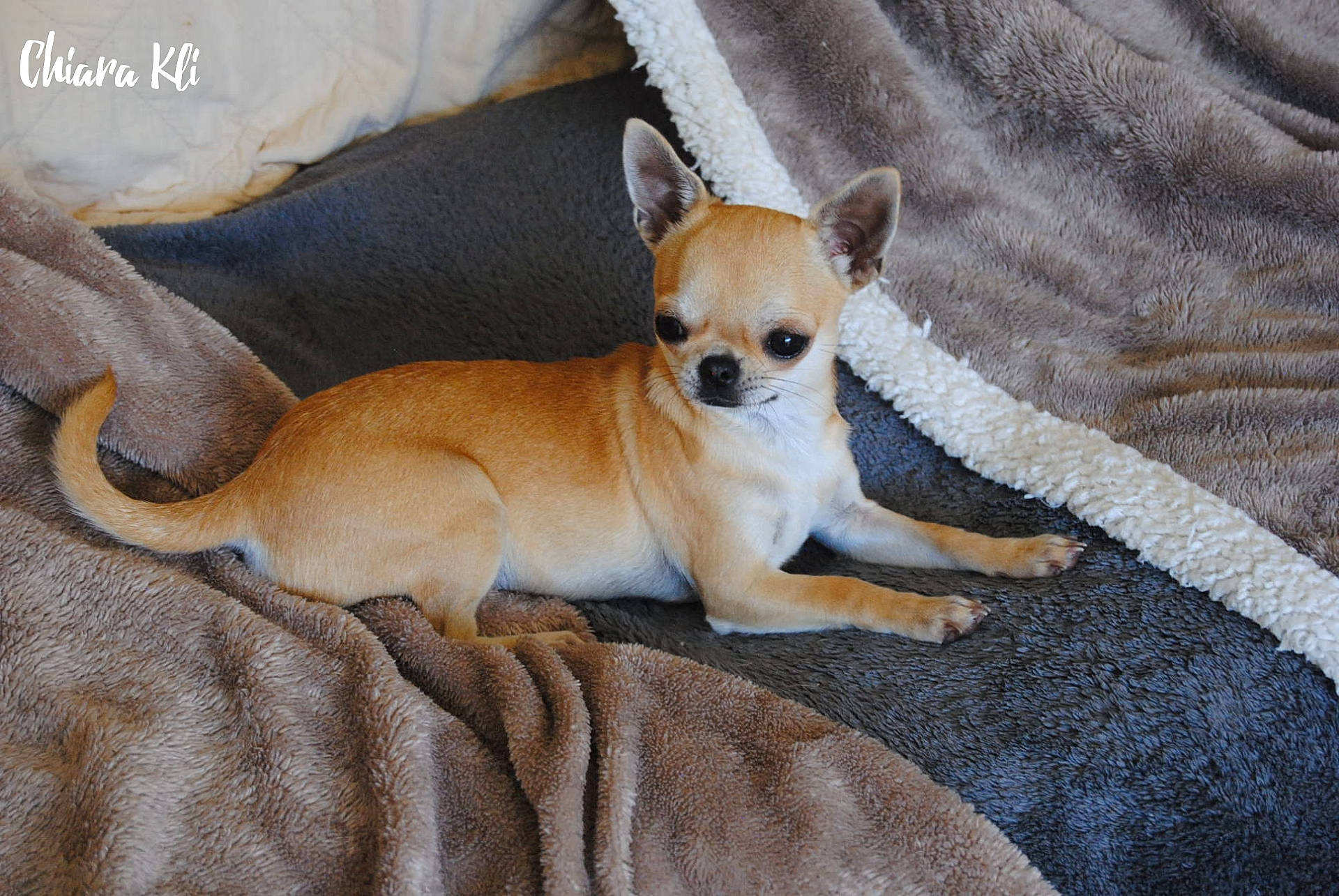 Sofia participe au concours pour gagner de l'argent avec cette photo : canidae, carnivore, chihuahua, comfort, companion_dog, corgi_chihuahua, dog, dog_breed, dog_supply, fawn, fur, paw, snout, sporting_group, tail, terrestrial_animal, toy_dog, whiskers, wood, working_animal