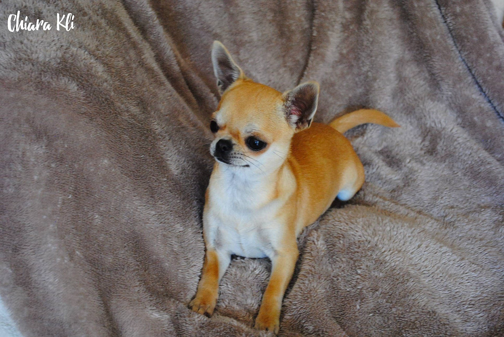 Sofia a rejoint le concours — aidez-le/la à gagner de superbes lots ! canidae, carnivore, chihuahua, comfort, companion_dog, dog, dog_breed, dog_supply, ear, fawn, fur, mammal, paw, snout, sporting_group, tail, terrestrial_animal, toy_dog, whiskers, working_animal