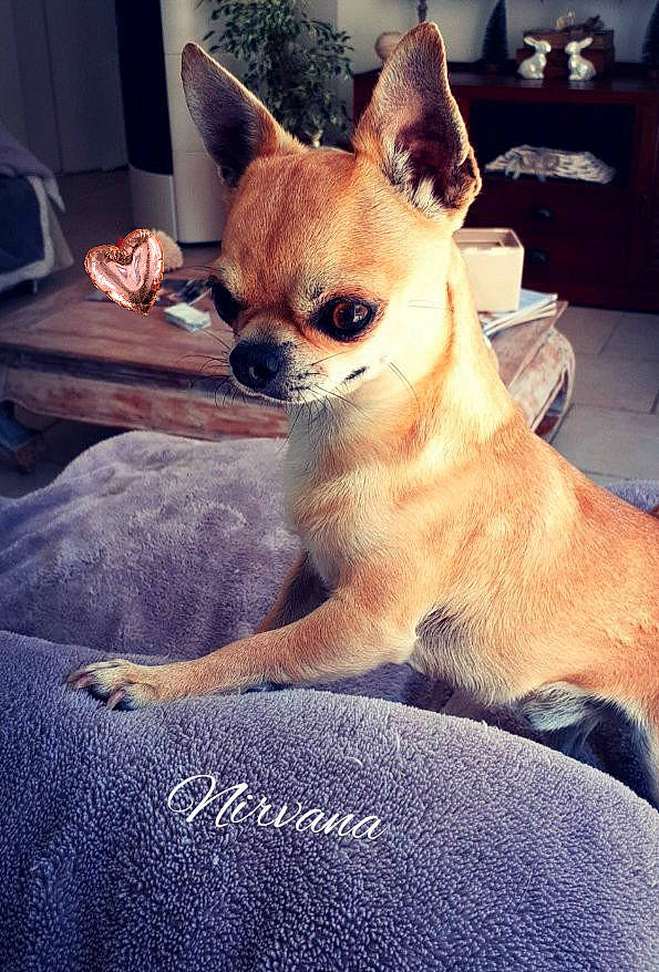 Nirvana a rejoint le concours — aidez-le/la à gagner de superbes lots ! canidae, carnivore, chihuahua, companion_dog, dog, dog_breed, fawn, non_sporting_group, snout, sporting_group, toy_dog, whiskers, working_animal