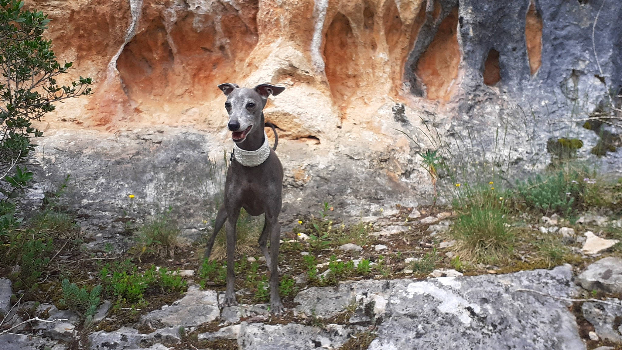 Blue participe au concours pour gagner de l'argent avec cette photo : adventure, bedrock, canidae, carnivore, dog, dog_breed, fawn, hunting_dog, landscape, mountain, outcrop, pack_animal, plant, rampur_greyhound, rock, snout, sporting_group, terrestrial_animal, wildlife, working_animal