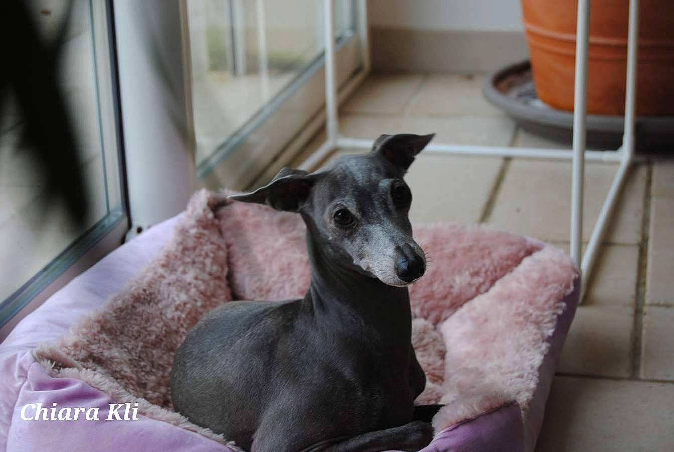 Blue a rejoint le concours — aidez-le/la à gagner de superbes lots ! canidae, carnivore, comfort, companion_dog, dog, dog_breed, fawn, felidae, flooring, flowerpot, grey, pet_supply, room, snout, sporting_group, tail, terrestrial_animal, toy_dog, whiskers, working_animal