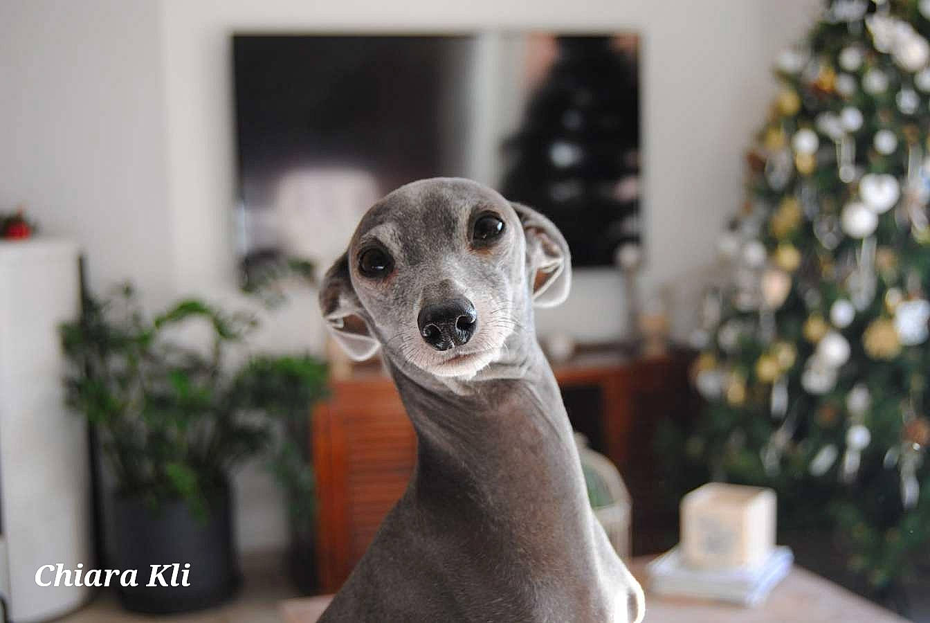 Blue participe au concours pour gagner de l'argent avec cette photo : canidae, carnivore, christmas_tree, comfort, companion_dog, conifer, dog, dog_breed, event, fawn, fur, holiday, ornament, plant, snout, sporting_group, terrestrial_animal, whiskers, wood, working_animal