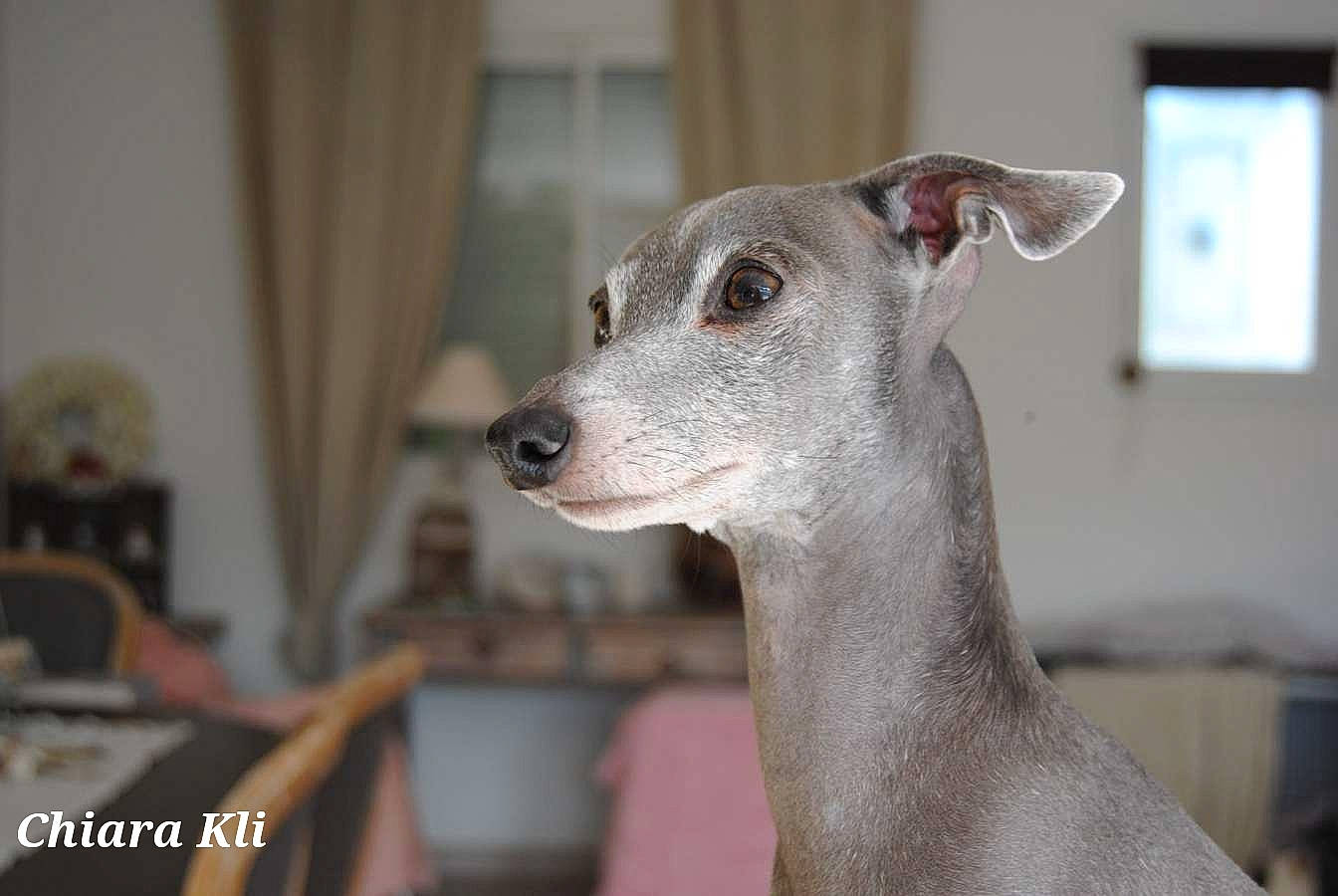 Blue participe au concours pour gagner de l'argent avec cette photo : canidae, carnivore, companion_dog, curtain, dog, dog_breed, fawn, magyar_agar, mudhol_hound, non_sporting_group, rampur_greyhound, sighthound, snout, sporting_group, terrestrial_animal, toy_dog, whiskers, window, working_animal