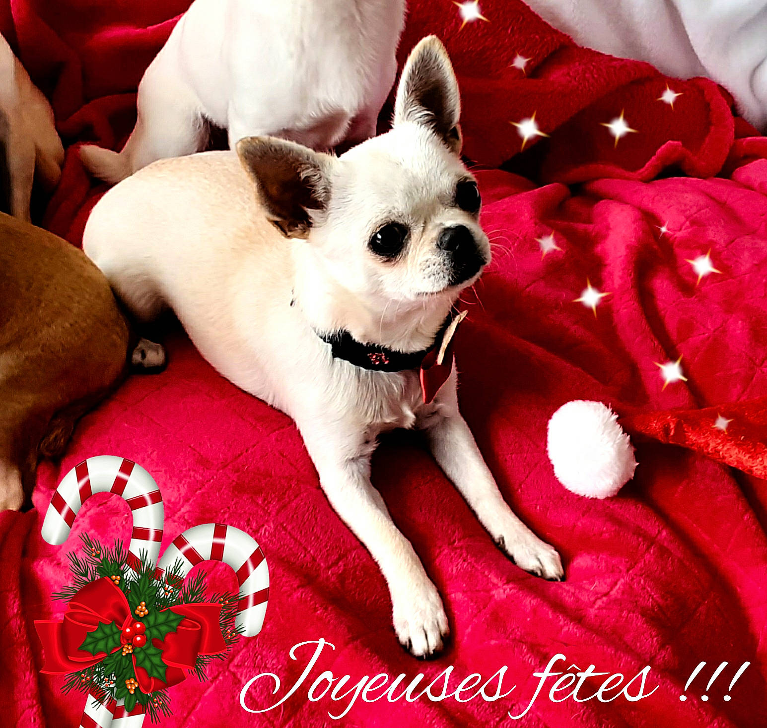 Ruba participe au concours pour gagner de l'argent avec cette photo : canidae, carmine, carnivore, carpet, companion_dog, coquelicot, dog, dog_breed, dog_supply, linens, non_sporting_group, red, snout, toy_dog, working_animal