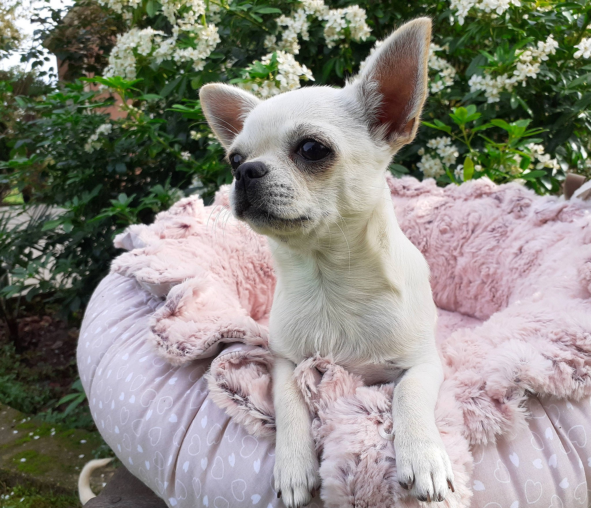 Ruba participe au concours pour gagner de l'argent avec cette photo : adaptation, canidae, carnivore, chihuahua, dog, dog_breed, fawn, fluid, garden, groundcover, organism, paw, pink, shrub, snout, terrestrial_animal, toy_dog, vertebrate