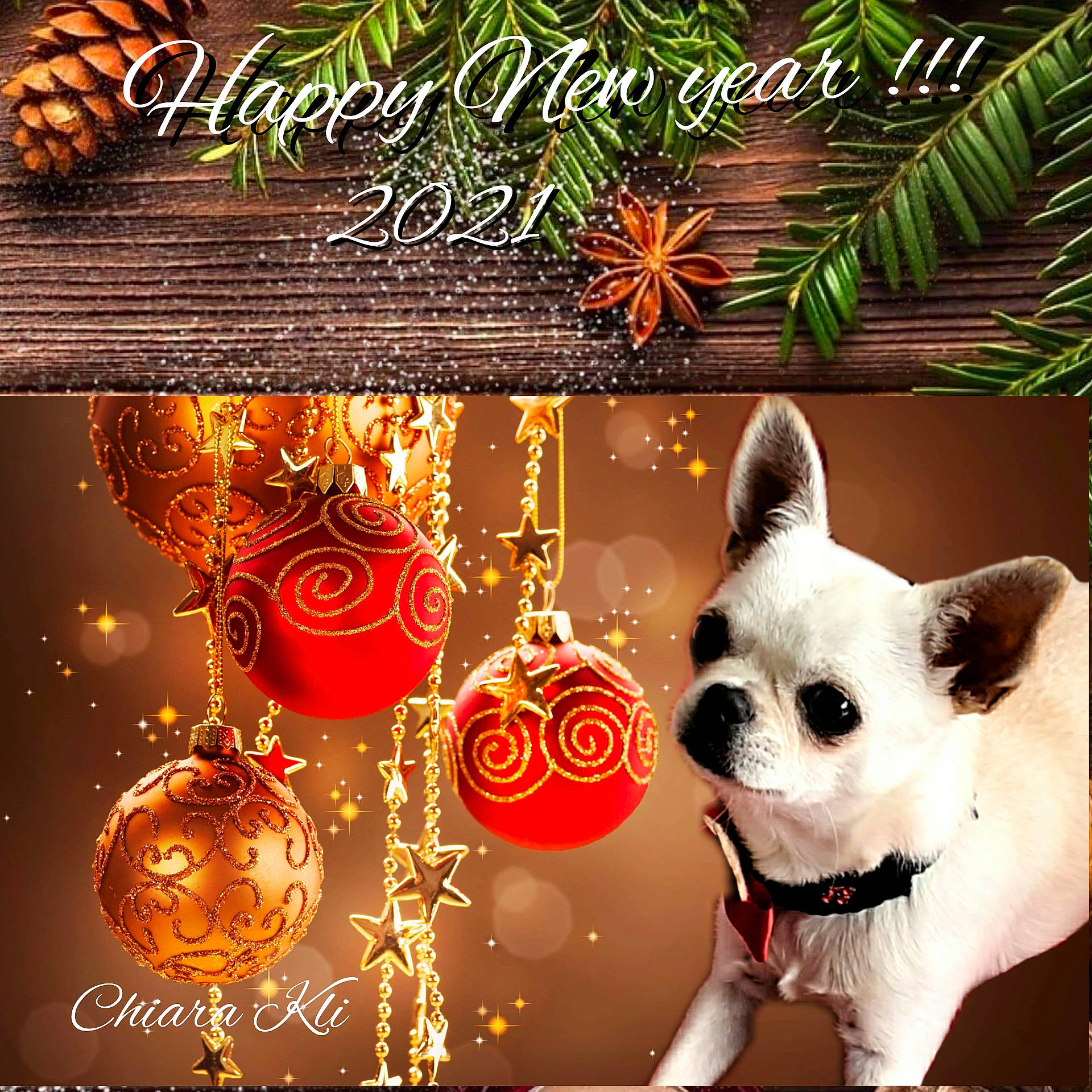 Ruba participe au concours pour gagner de l'argent avec cette photo : arecales, canidae, carnivore, christmas, christmas_decoration, christmas_eve, christmas_ornament, conifer, dog, dog_breed, dog_supply, holiday, holiday_ornament, ornament, pet_supply, pine_family, snout, toy_dog, tradition, working_animal