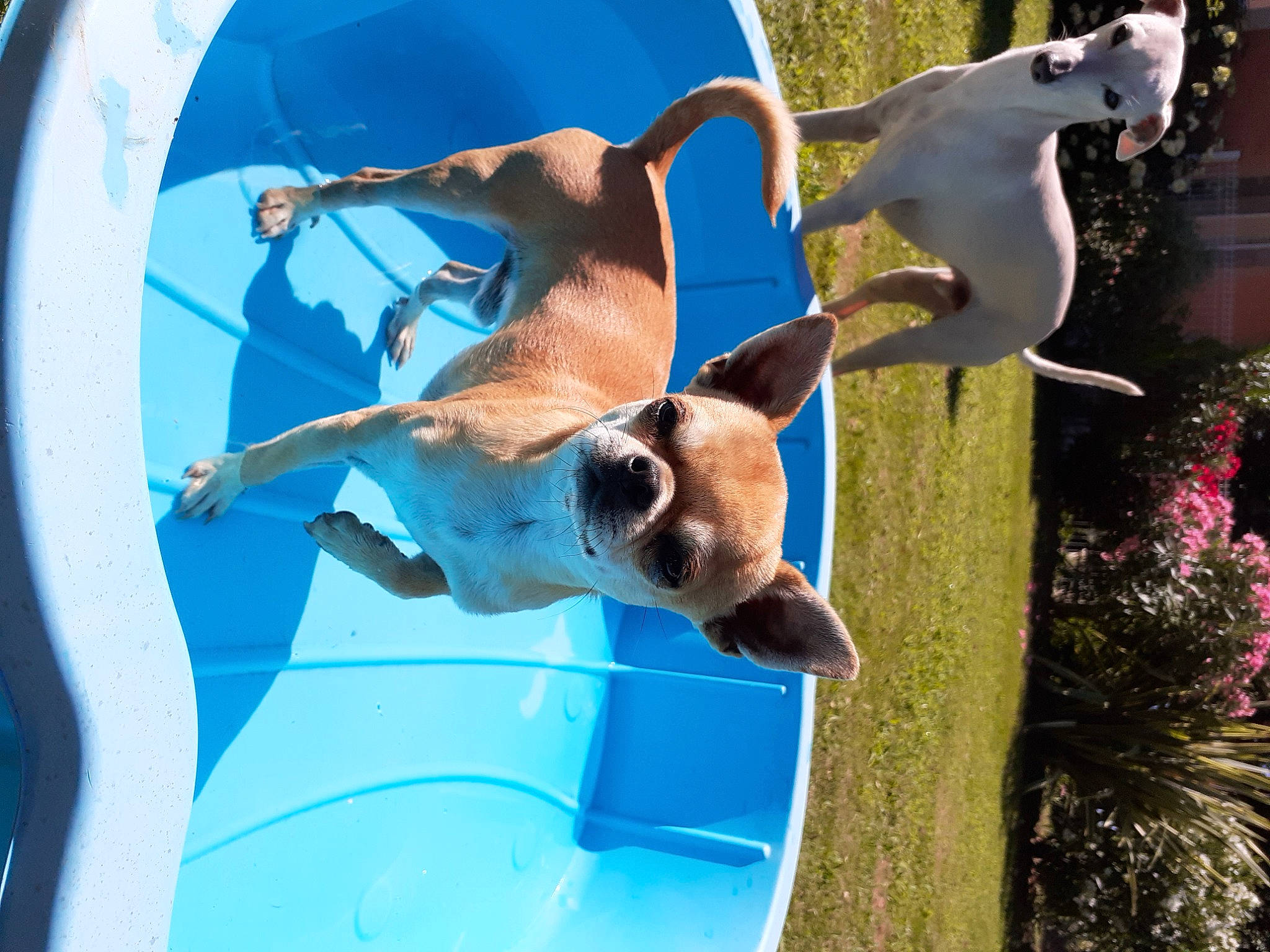 Maximus a rejoint le concours — aidez-le/la à gagner de superbes lots ! boat, carnivore, companion_dog, dog, dog_breed, electric_blue, eyewear, fawn, fun, grass, leisure, plant, recreation, shade, sporting_group, sunglasses, tail, vertebrate, water, working_animal