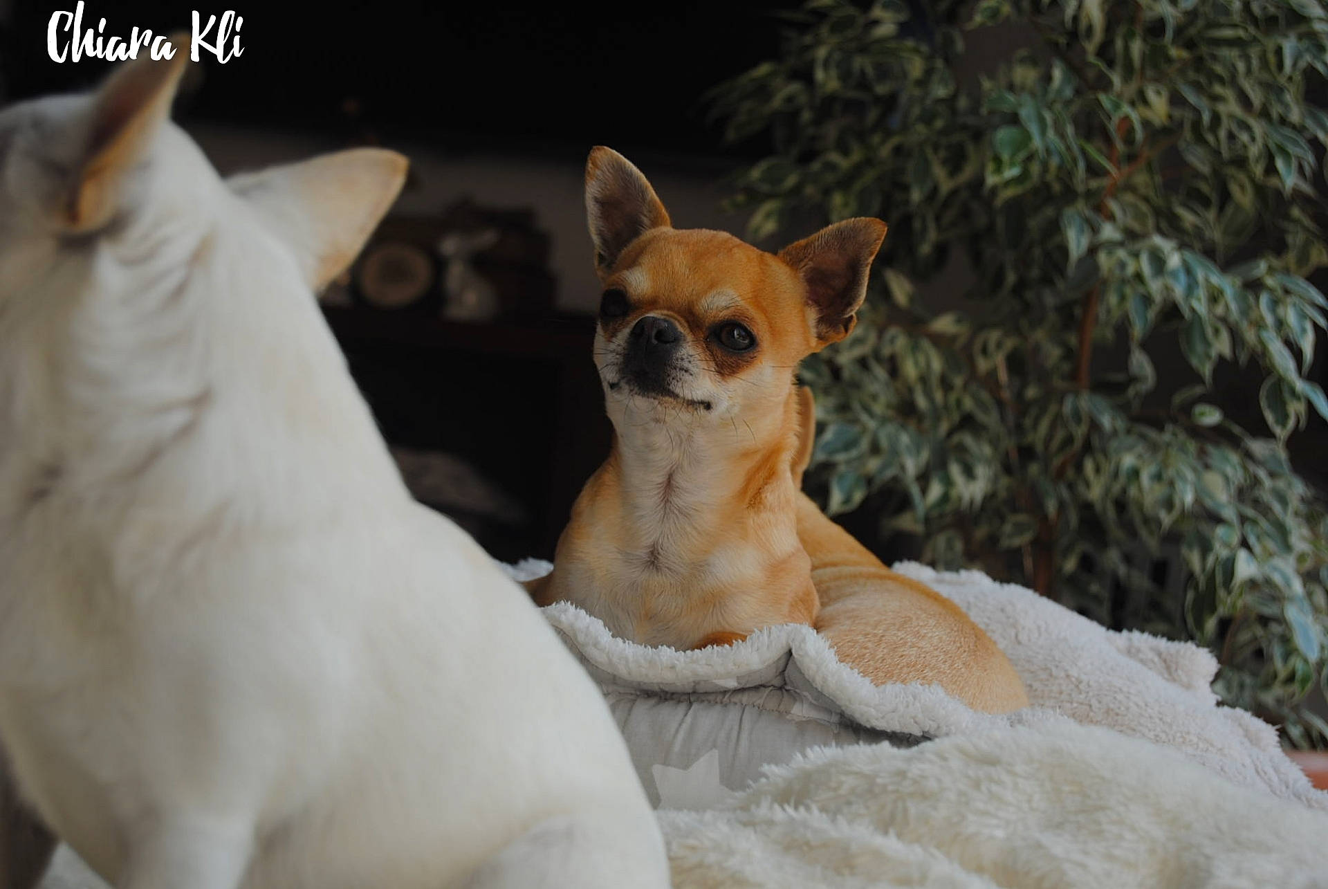 Maximus a rejoint le concours — aidez-le/la à gagner de superbes lots ! canidae, carnivore, chihuahua, comfort, companion_dog, corgi_chihuahua, dog, dog_breed, fawn, fur, non_sporting_group, paw, puppy, snout, sporting_group, tail, terrestrial_animal, toy_dog, whiskers, wildlife