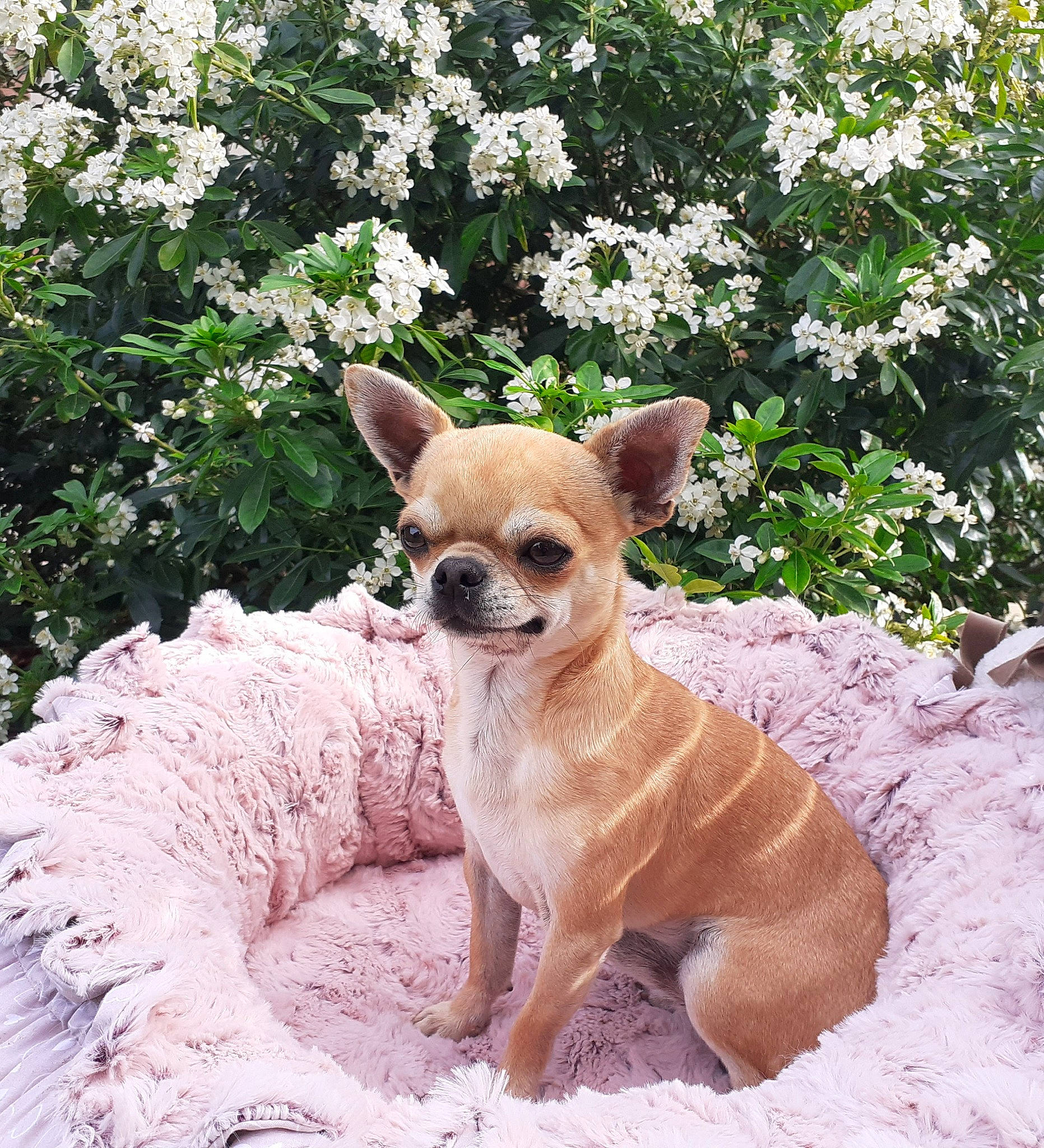 Maximus participe au concours pour gagner de l'argent avec cette photo : canidae, carnivore, chihuahua, companion_dog, dog, dog_breed, fawn, flower, fur, grass, plant, snout, sporting_group, sunglasses, tail, terrestrial_animal, toy_dog, tree, whiskers, working_animal