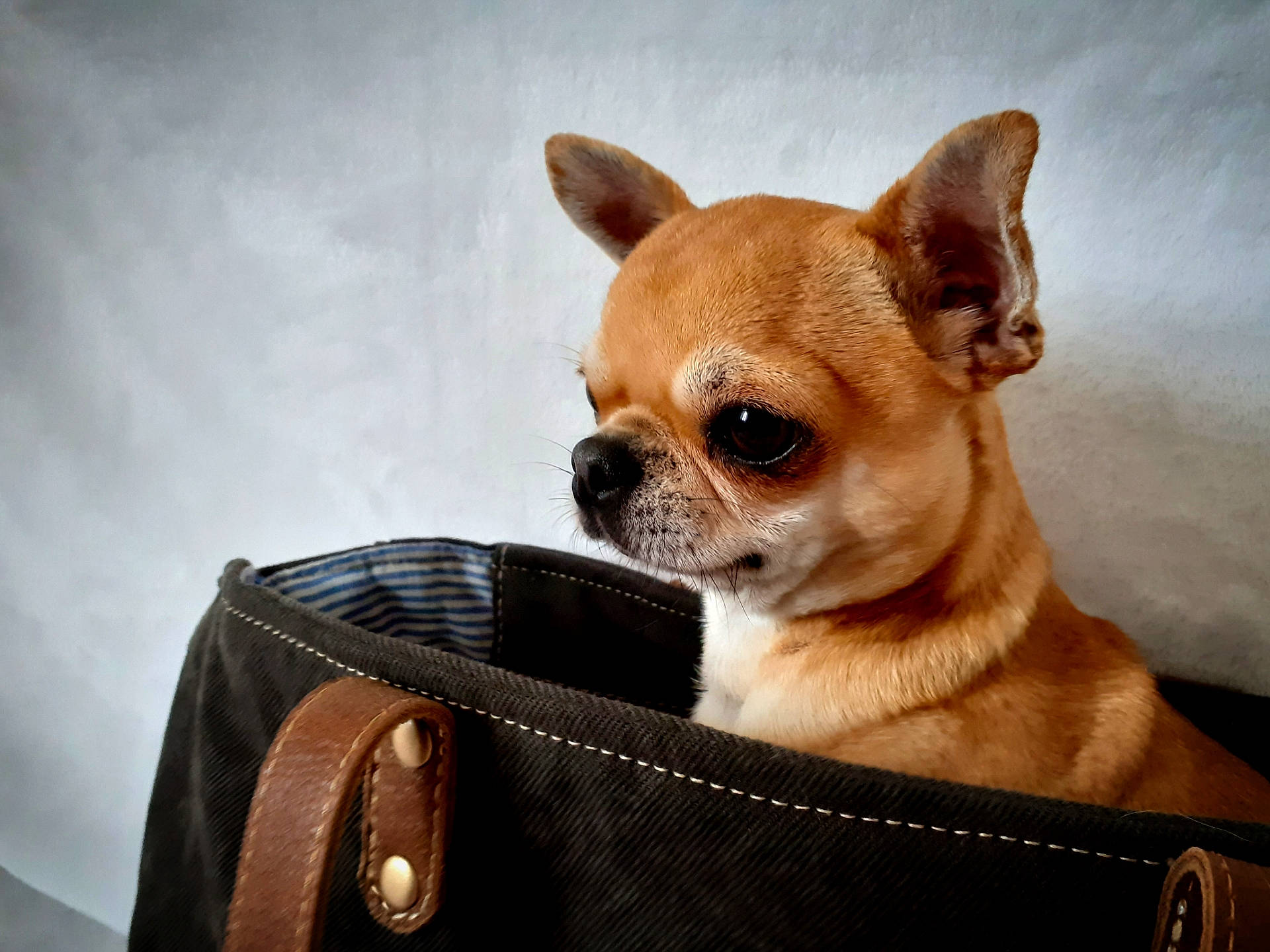 Maximus participe au concours pour gagner de l'argent avec cette photo : carnivore, chair, chihuahua, comfort, companion_dog, dog, dog_breed, dog_supply, ear, eye, eyewear, fawn, fur, head, snout, sunglasses, terrestrial_animal, toy_dog, whiskers, working_animal