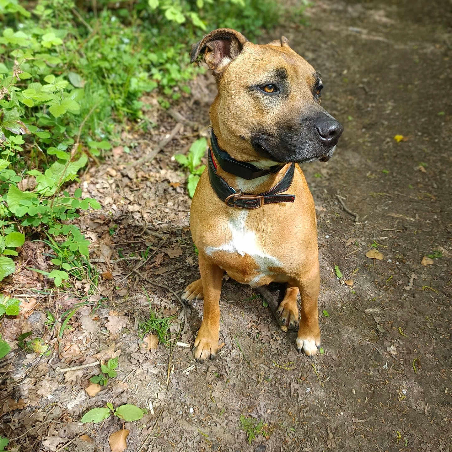 Ulysse a rejoint le concours — aidez-le/la à gagner de superbes lots ! animal, boxer, bulldog, canine, dog, grass, green, herbal, herbs, land, nature, outdoors, path, pet, plant, soil, trail, tree, vegetation, woodland