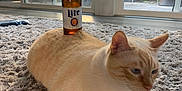 Nugget joined the competition — help win amazing prizes! balancing, beer_bottle, bottle, carpet, cat, cream_cat, domestic, floor, furniture, glass_door, hand, home, indoor, light, orange_cat, patio, plant, relaxed, shadow, window