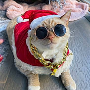 Nugget joined the competition — help win amazing prizes! accessory, blanket, cat, christmas_outfit, christmas_tree, costume, cute, decorations, feline, festive, floor, gold_chain, holiday, indoor, orange_cat, pet, relaxed, sunglasses, white_paws, window