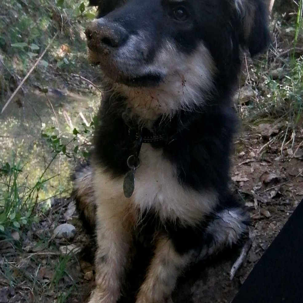 Floki