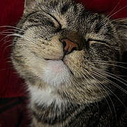 Bella is registered to the contest to win money with this photo: animal, cat, close_up, content, cozy, cute, ears, face, feline, fur, indoor, nose, pet, portrait, red_background, relaxed, sleeping, soft, tabby, whiskers