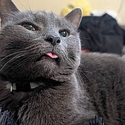 Craigy joined the competition — help win amazing prizes! animal, cat, close_up, collar, cozy, cute, face, feline, fur, gray_cat, indoor, mammal, paw, pet, relaxed, resting, sleepy, soft_texture, tongue_out, whiskers