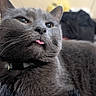 animal, cat, close_up, collar, cozy, cute, face, feline, fur, gray_cat, indoor, mammal, paw, pet, relaxed, resting, sleepy, soft_texture, tongue_out, whiskers