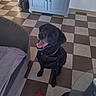 dog, black_dog, pet, animal, sitting, happy, smiling, open_mouth, collar, chew_toy, red_toy, indoor, living_room, checkered_floor, sofa, cabinet, furniture, glass_table, portrait, home