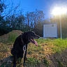 Hendrix participe au concours pour gagner de l'argent avec cette photo : dog, black_dog, canine, pet, panting, open_mouth, tongue, collar, leash, outdoor, grass, embankment, trees, nature, evening, sunlight, streetlight, utility_structure, blue_sky, portrait