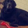 Hendrix participe au concours pour gagner de l'argent avec cette photo : dog, labrador, black_dog, pet, canine, animal, lying_down, dog_bed, red_toy, bone_toy, indoor, tile_wall, tile_floor, brown_bed, portrait, looking_at_camera, dark_fur, floppy_ears, home, relaxed