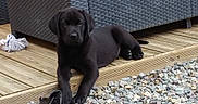 Hendrix participe au concours pour gagner de l'argent avec cette photo : puppy, dog, labrador, black_dog, pet, animal, lying_down, outdoor, deck, wooden_floor, gravel, patio, garden, furniture, woven_furniture, portrait, looking_at_camera, paws, floppy_ears, backyard
