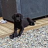 puppy, dog, labrador, black_dog, pet, animal, lying_down, outdoor, deck, wooden_floor, gravel, patio, garden, furniture, woven_furniture, portrait, looking_at_camera, paws, floppy_ears, backyard