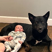 Frederick joined the competition — help win amazing prizes! baby, dog, black_dog, infant, floor, wood_floor, hand, onesie, pet, animal, indoor, resting, lying_down, wall, calm, cute, comfort, human, flooring, caretaking