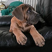 Arka participe au concours pour gagner de l'argent avec cette photo : puppy, dog, black_leather_couch, indoor, furniture, green_armchair, globe, radiator, framed_pictures, wallpaper, stairs, pet, lying_down, brown_fur, ears, paws, curious, home, cozy, portrait