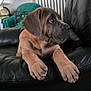 puppy, dog, black_leather_couch, indoor, furniture, green_armchair, globe, radiator, framed_pictures, wallpaper, stairs, pet, lying_down, brown_fur, ears, paws, curious, home, cozy, portrait