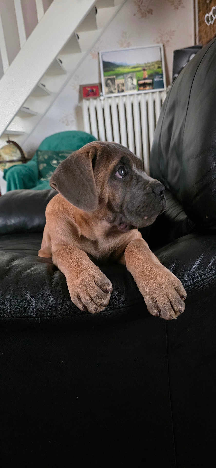 Arka participe au concours pour gagner de l'argent avec cette photo : puppy, dog, black_leather_couch, indoor, furniture, green_armchair, globe, radiator, framed_pictures, wallpaper, stairs, pet, lying_down, brown_fur, ears, paws, curious, home, cozy, portrait