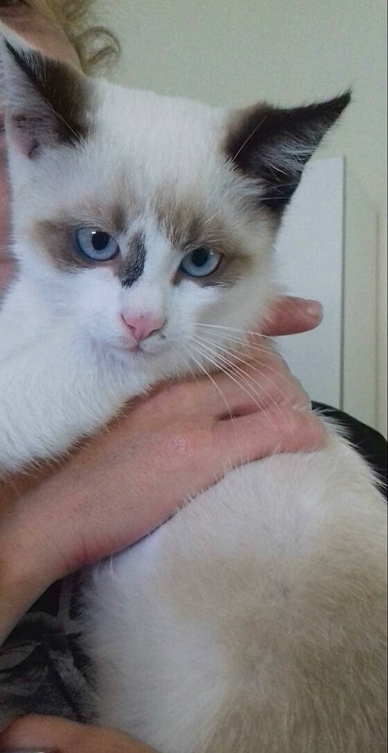 Bounty a rejoint le concours — aidez-le/la à gagner de superbes lots ! asian, balinese, birman, carnivore, cat, colorpoint_shorthair, felidae, himalayan, javanese, kitten, mammal, ojos_azules, polydactyl_cat, ragdoll, small_to_medium_sized_cats, thai, tonkinese, turkish_van, vertebrate, whiskers