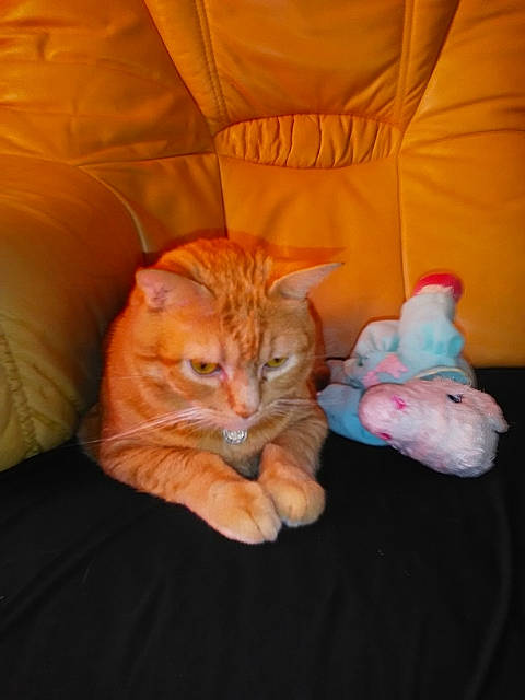 Roucky a rejoint le concours — aidez-le/la à gagner de superbes lots ! asian, carnivore, cat, european_shorthair, fawn, felidae, fur, german_rex, kitten, mammal, orange, paw, skin, small_to_medium_sized_cats, tabby_cat, tail, whiskers