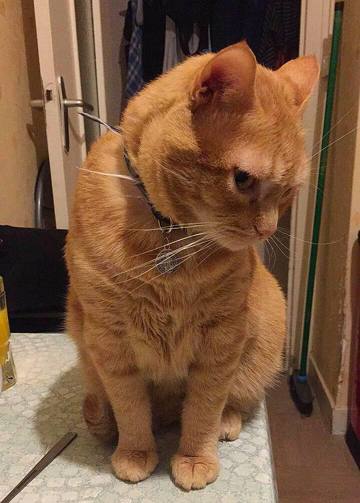 Roucky participe au concours pour gagner de l'argent avec cette photo : american_shorthair, asian, british_shorthair, carnivore, cat, domestic_short_haired_cat, european_shorthair, fawn, felidae, fur, german_rex, mammal, small_to_medium_sized_cats, snout, tail, vertebrate, whiskers