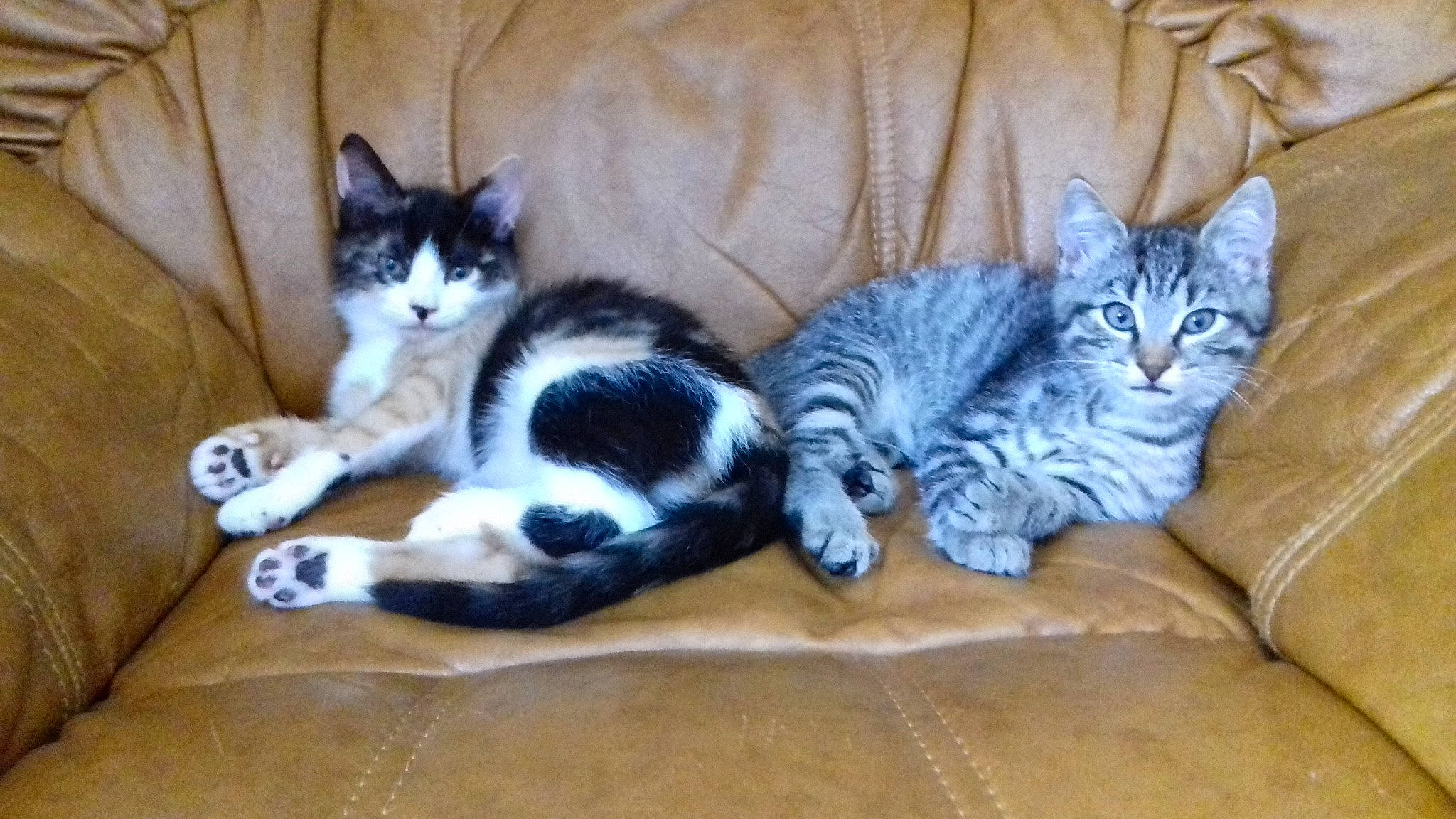 Belle Et Tigresse participe au concours pour gagner de l'argent avec cette photo :