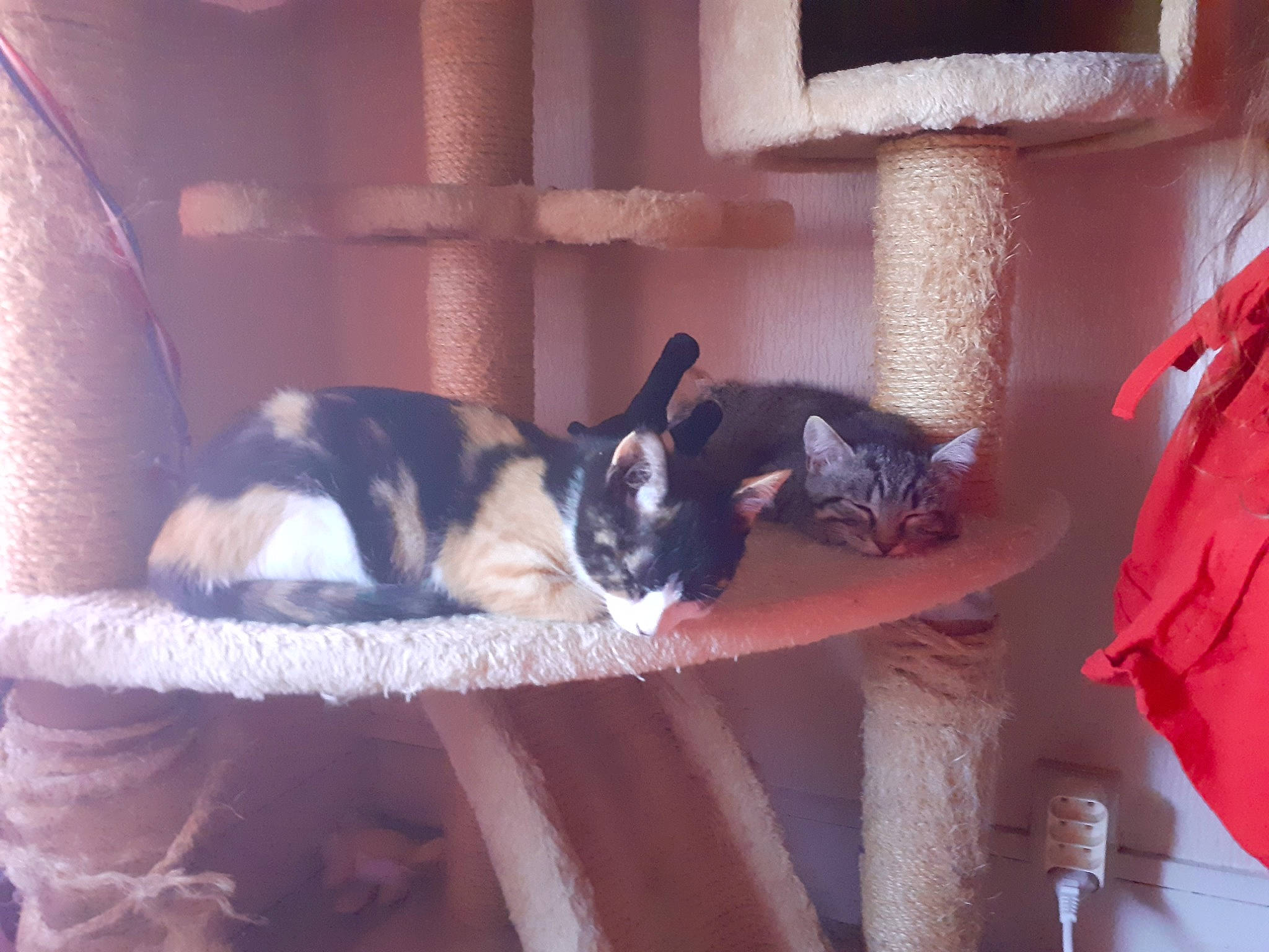 Belle Et Tigresse a rejoint le concours — aidez-le/la à gagner de superbes lots !