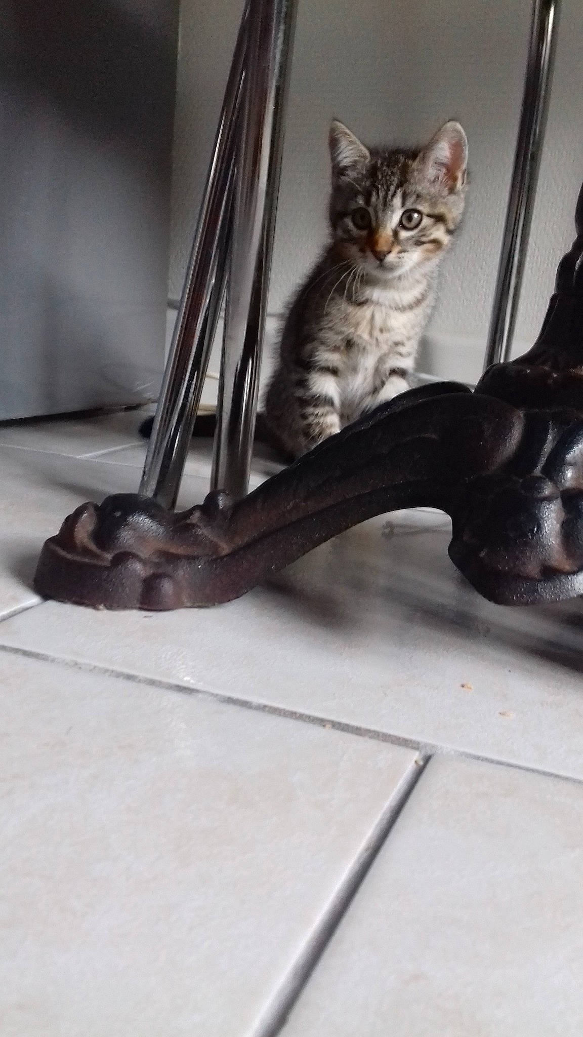 Tigresse a rejoint le concours — aidez-le/la à gagner de superbes lots ! american_shorthair, asian, bengal, carnivore, cat, domestic_short_haired_cat, egyptian_mau, felidae, floor, flooring, kitten, small_to_medium_sized_cats, tabby_cat, whiskers