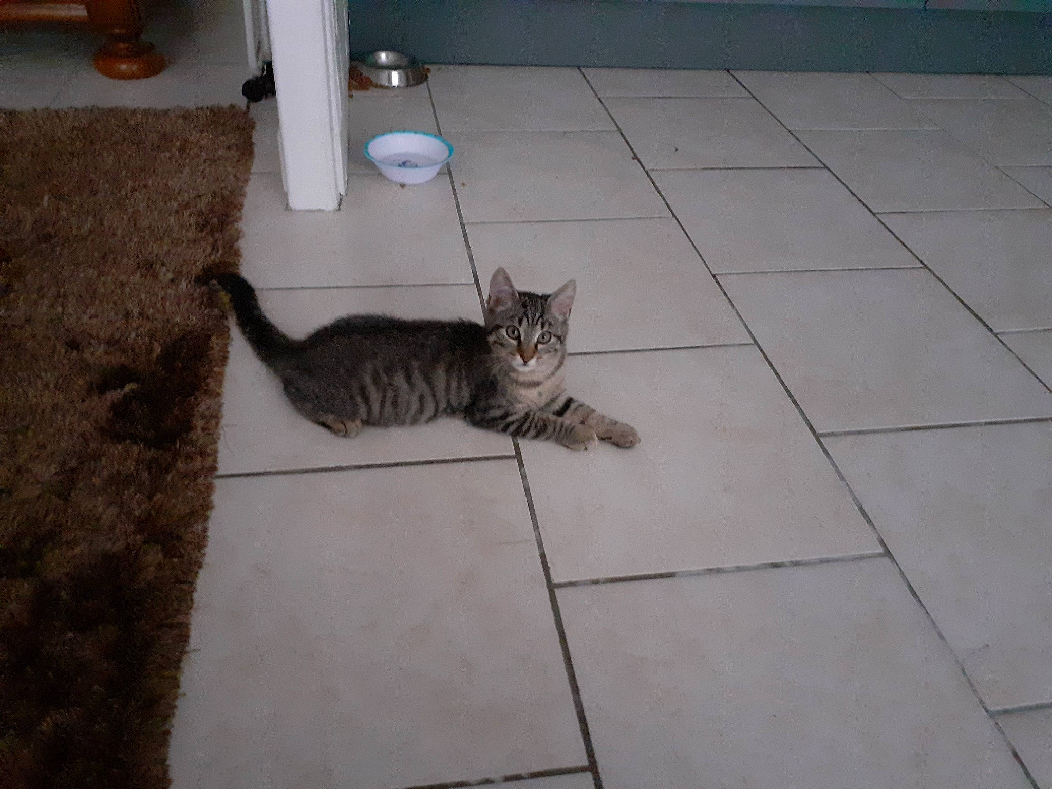 Tigresse a rejoint le concours — aidez-le/la à gagner de superbes lots ! aegean_cat, bengal, carnivore, cat, domestic_short_haired_cat, dragon_li, egyptian_mau, european_shorthair, felidae, floor, flooring, kitten, mammal, ocicat, paw, small_to_medium_sized_cats, tabby_cat, tail, tile, whiskers