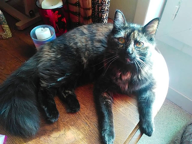 Mirza a rejoint le concours — aidez-le/la à gagner de superbes lots ! asian, black_cat, carnivore, cat, claw, domestic_short_haired_cat, european_shorthair, felidae, fur, german_rex, kitten, mammal, small_to_medium_sized_cats, tail, vertebrate, whiskers