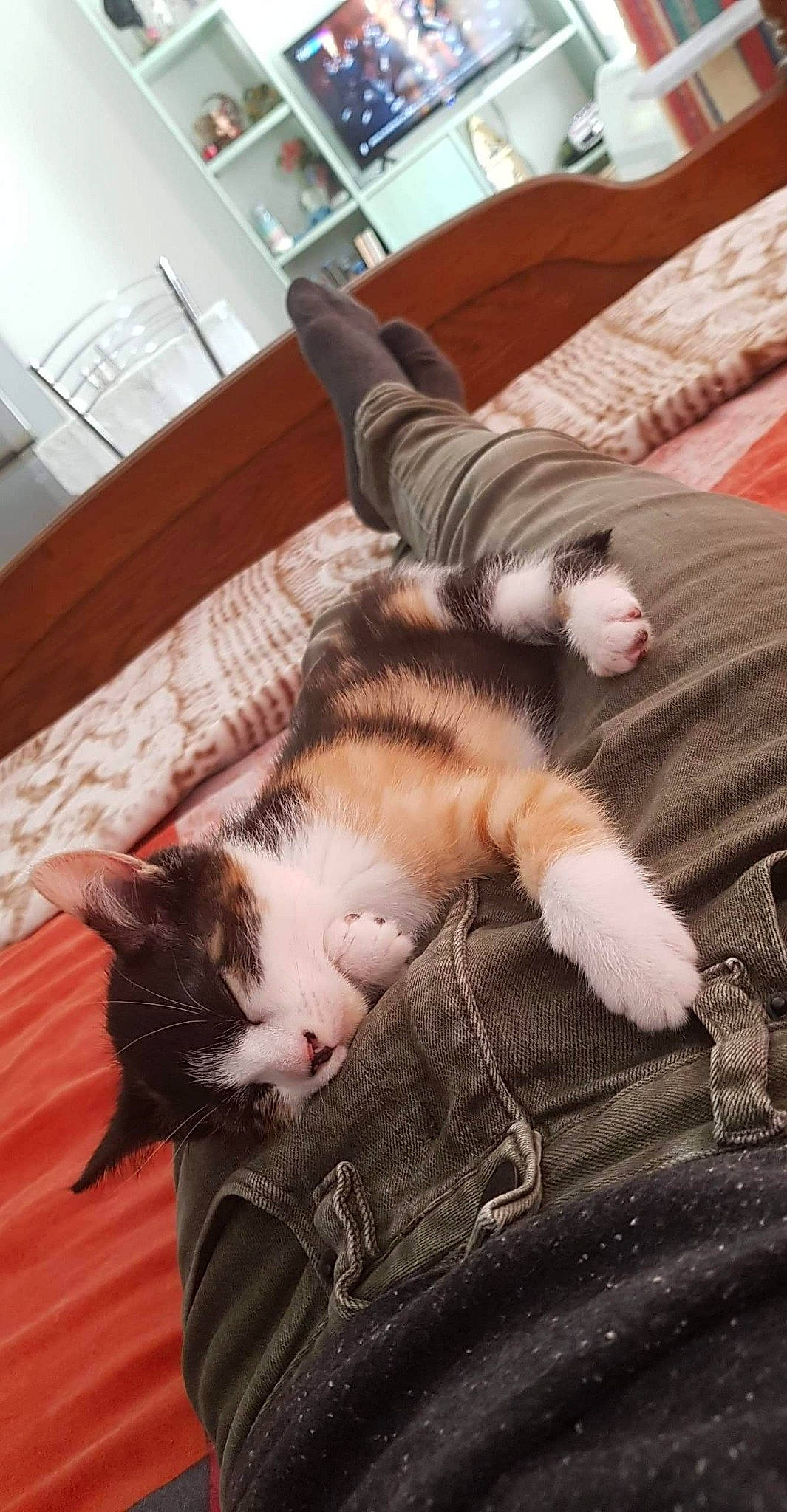 Belle participe au concours pour gagner de l'argent avec cette photo : aegean_cat, carnivore, cat, domestic_short_haired_cat, ear, european_shorthair, felidae, fur, kitten, nap, norwegian_forest_cat, paw, polydactyl_cat, small_to_medium_sized_cats, tabby_cat, tail, whiskers