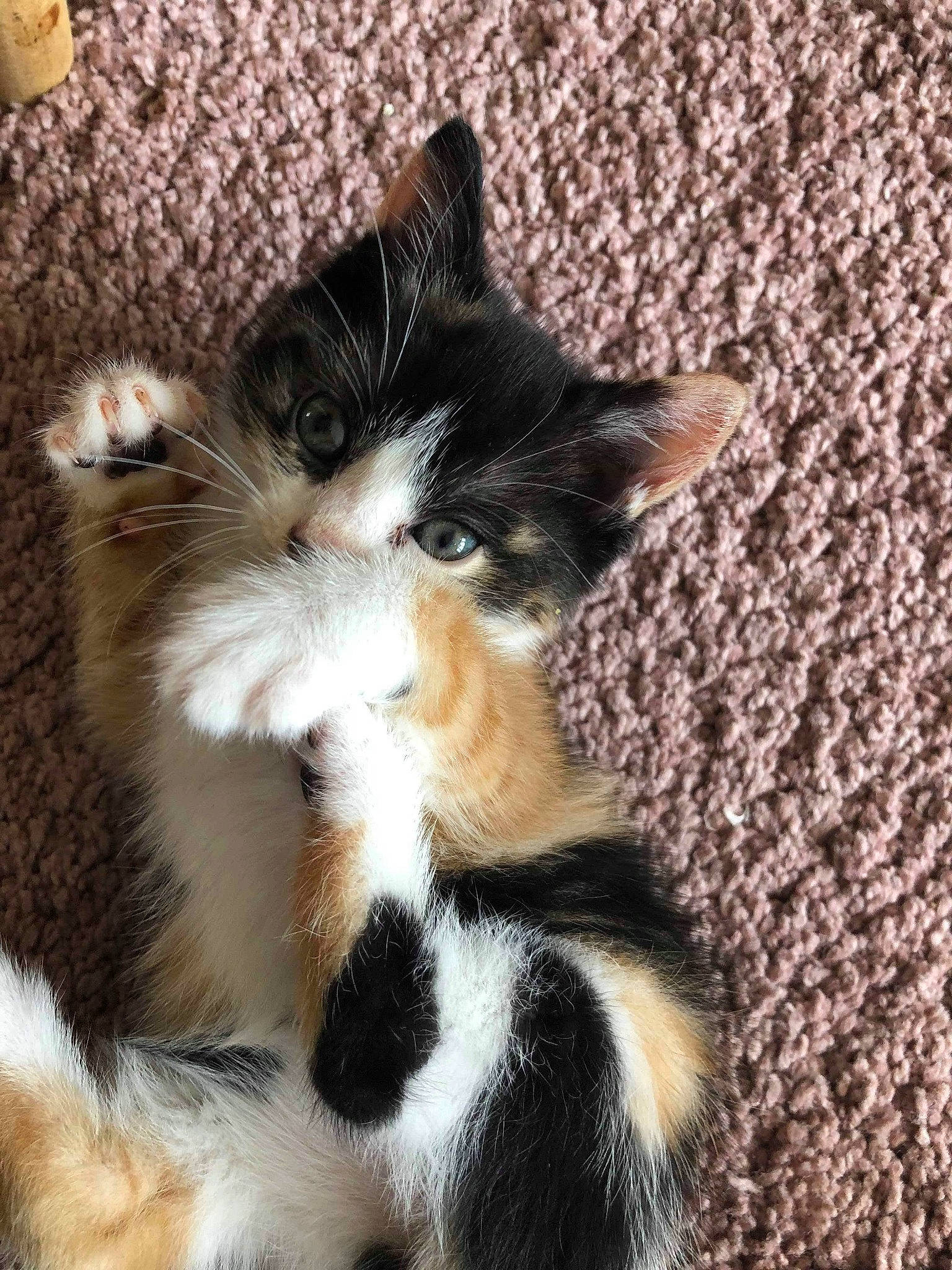 Belle participe au concours pour gagner de l'argent avec cette photo : american_wirehair, asian, carnivore, cat, domestic_short_haired_cat, ear, european_shorthair, felidae, fur, kitten, mammal, paw, polydactyl_cat, small_to_medium_sized_cats, tail, whiskers