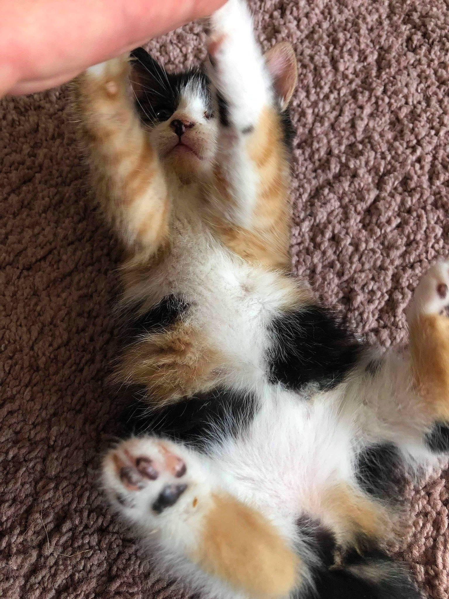 Belle participe au concours pour gagner de l'argent avec cette photo : aegean_cat, american_curl, american_wirehair, asian, carnivore, cat, claw, european_shorthair, fawn, felidae, fur, kitten, mammal, munchkin, paw, polydactyl_cat, scottish_fold, small_to_medium_sized_cats, tabby_cat, whiskers