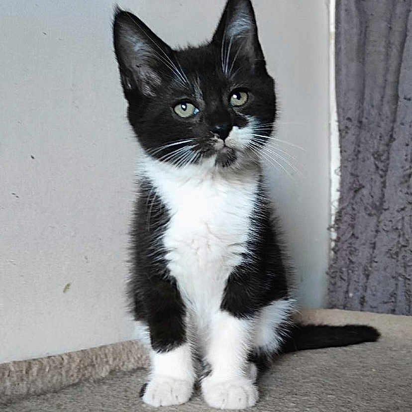 Zoelie a rejoint le concours — aidez-le/la à gagner de superbes lots ! abyssinian, angora, animal, blackcat, cat, egyptiancat, kitten, manx, pet