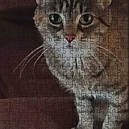 Missy is registered to the contest to win money with this photo: cat, tabby, feline, whiskers, green_eyes, paws, jigsaw_puzzle, puzzle_grid, product_page, website_screenshot, mobile_ui, shipping_banner, logo, couch, indoor, portrait, close_up, pet, tabby_cat, advertisement